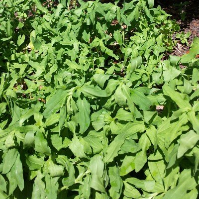 Bouncing Bet Soapwort